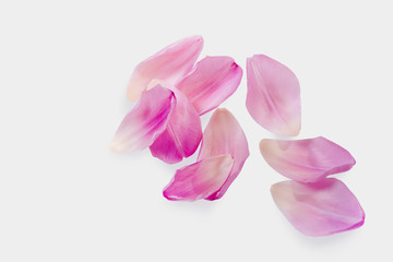 Pink tulip petals isolated with clipping path and shadows
