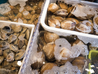 生のハマグリ