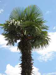 Palm tree on blue sky background
