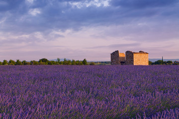 Naklejka premium Beautiful colors purple lavender fields near Valensole, Provence