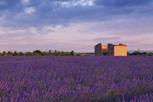 Fototapeta Beautiful colors purple lavender fields near Valensole, Provence