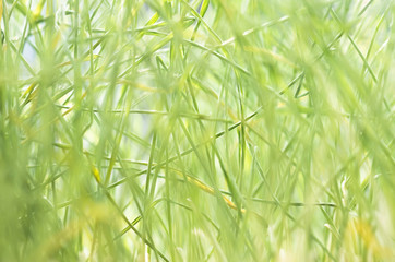 Green grass background