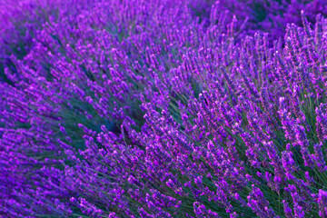 Beautiful colors purple lavender fields near Valensole, Provence