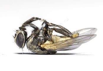 dead fly