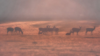 Fototapeta na wymiar Red Deer