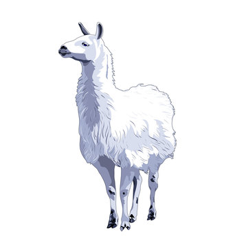 Lama, Lamma. Vector Color Image