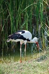Stork hunting beside a lake
