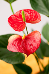 Close up photo of Anthurium flowers with details