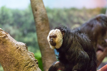 White Faced Monkey