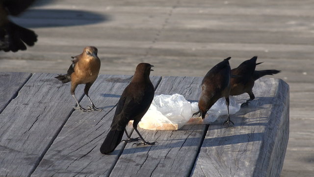 Great tailed grackle birds fight over food on park bench, SC, USA