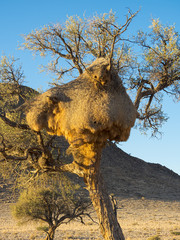 Kameldornbaum (Vachellia erioloba) mit einem großem Webervogelnest im  Kulala Wilderness Reserve am Rande der Namib Wüste, Hardap, Namibia , Afrika