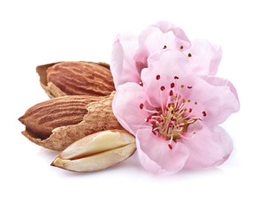 Almonds  with pink flowers