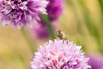 Abeille Mellifère (Apis Mellifera) butinant une fleur de ciboulette au printemps