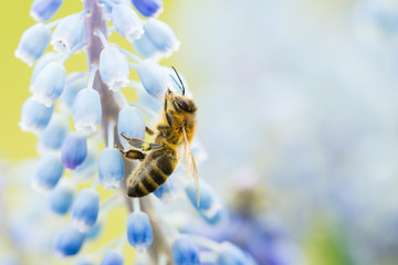 Abeille Mellifère (Apis Mellifera) butinant une fleur de muscari au printemps