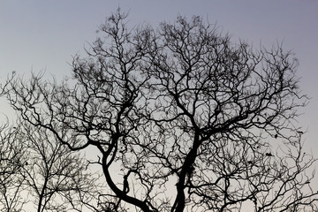 Naked branches of a tree against  sky close up