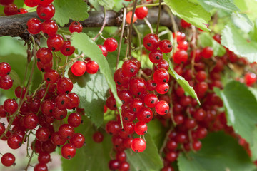 red currant