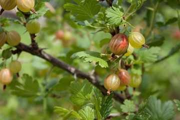 gooseberry
