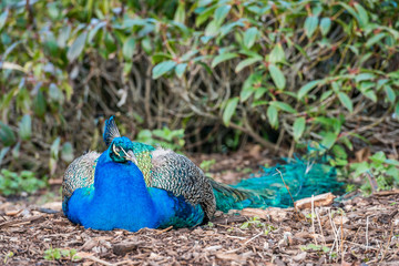 Naklejka premium Peacock sleeping