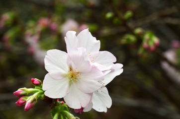 Sakura, the famouse flower of Japan