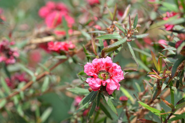 Manuka myrtle's white-pink flower blooming
