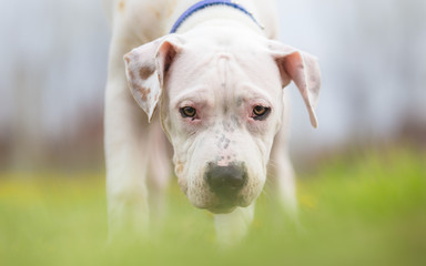 Portrait of American staffordshire terrier puppy