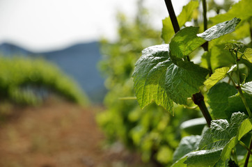 Close-up of the grapevine plantation