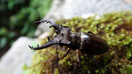 ミヤマクワガタ