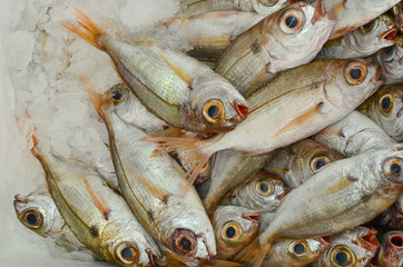 Sea fish on ice