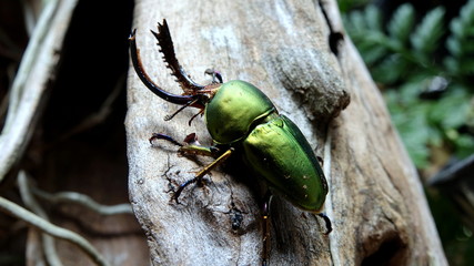 パプアキンイロクワガタ