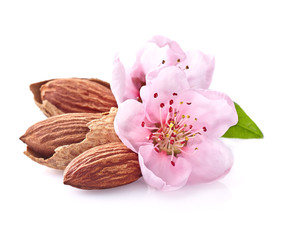 Almonds nuts with pink flowers