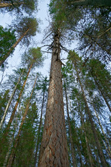Fototapeta premium Siberian larch