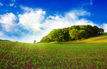 Fototapeta na wymiar Summer landscape with corn field and clouds.