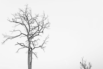 Fototapeta premium Dead trees isolated on clear sky background - free space for your text design 