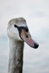White oil dirt swan
