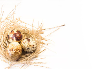 Obraz premium Quail eggs