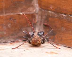 scorpion
