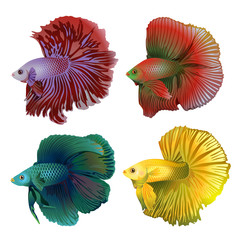 Four colorful aquarium fish