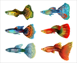 Six colorful aquarium fish - obrazy, fototapety, plakaty