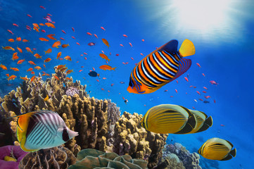 Naklejka premium Coral Reef and Tropical Fish in Sunlight