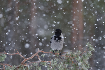 Crow on tree at snowfall. Crow on tree. Hooded crow (Corvus cornix). Snowfall. Winter.