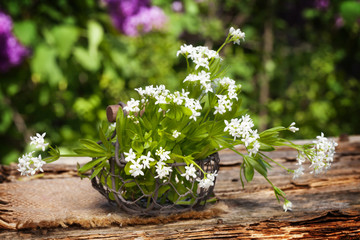 Waldmeister im Körbchen