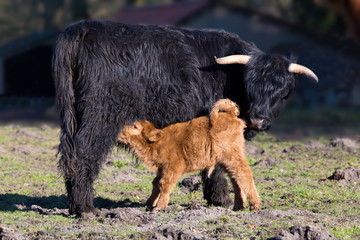 Black Scottish highlander mother cow with drinking newborn calf