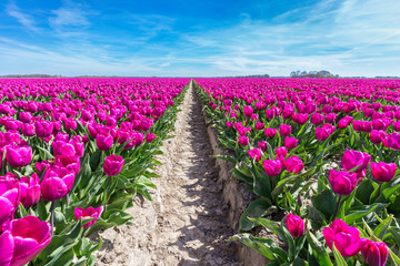 Flowers field with purple tulips and path