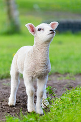Un agneau nouveau-né blanc debout dans l& 39 herbe verte