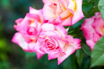 Colorful, beautiful, delicate rose with details