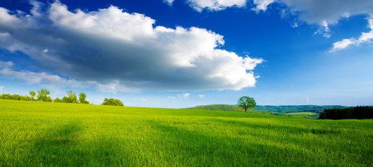 Colorful landscape with field and tree.
