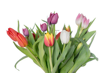 Tulips / beautiful Tulips over a bright background