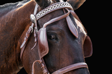 Horse head in bridle close isolated on black. The sight of a horse. Thoroughbred horse chestnut...