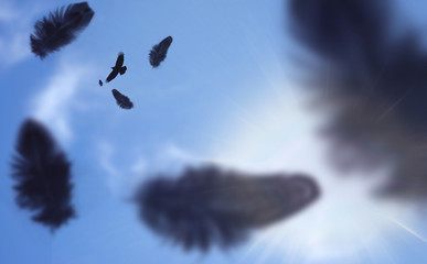 single bird flying while its feathers falling down 