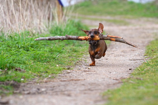 flying/ small dog with stick in its mouth running on a trail through the forest